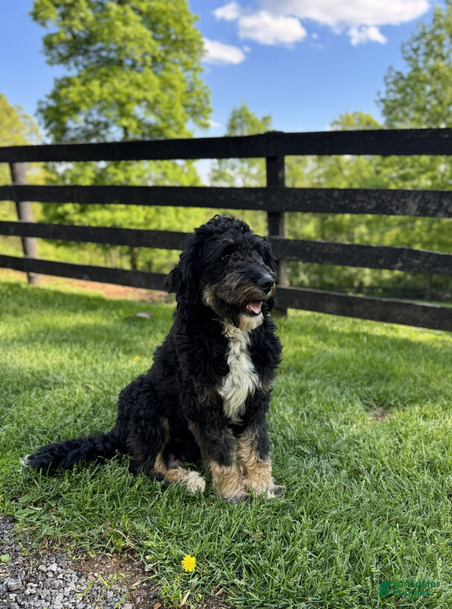 Mini Bernedoodle dogs Ryder - Ad 2