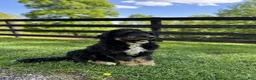 Mini Bernedoodle dogs for sale: Ryder - Ad 2