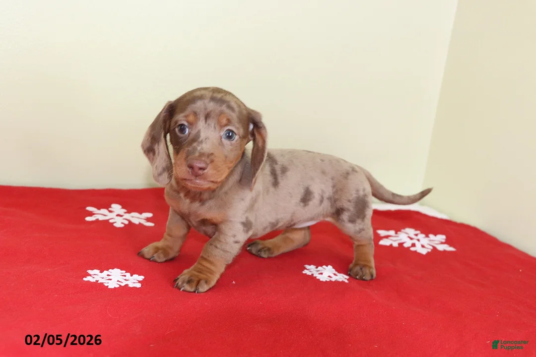 Miniature Dachshund dogs for sale: Polly - Ad 3