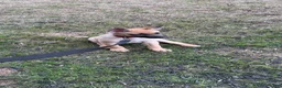 German Shepherd dogs for sale: Kobe - Ad 3
