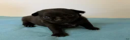 Chihuahua dogs for sale: Panther - Ad 11