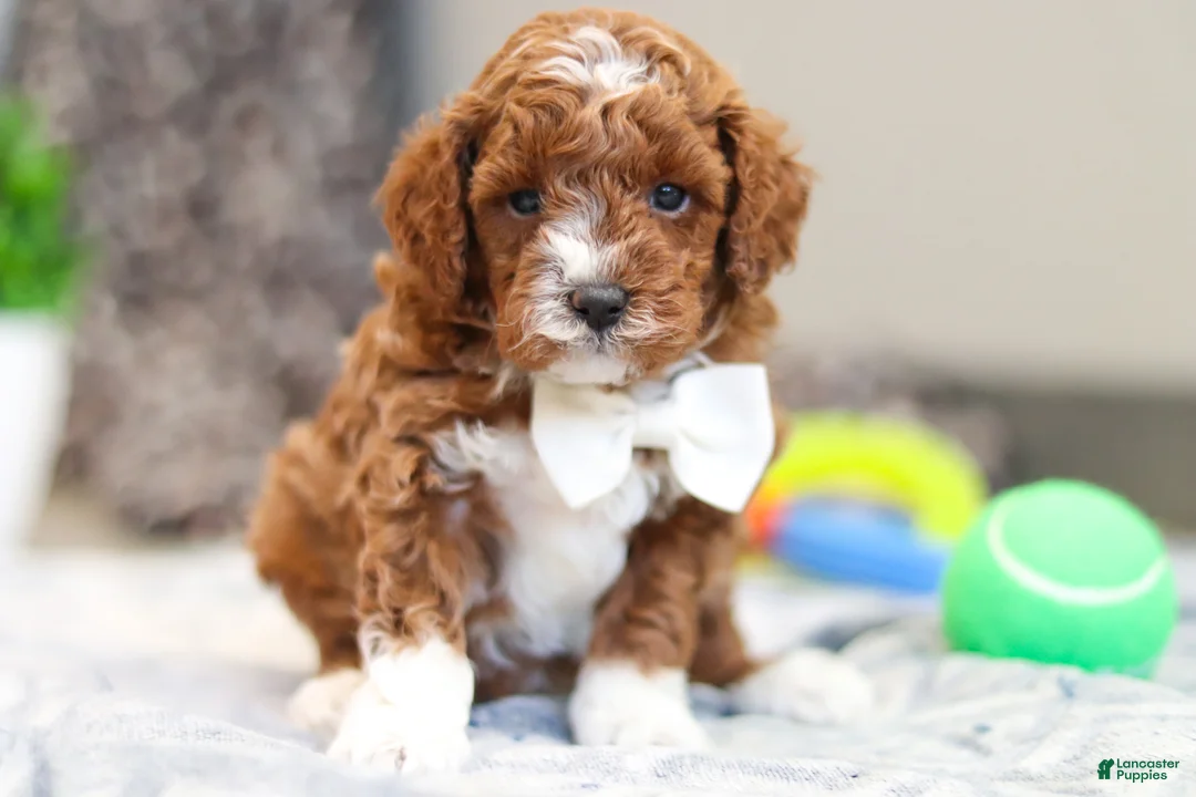 Cavapoo dogs for sale: Austin - Ad 1
