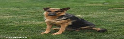 German Shepherd dogs for sale: Twilight - Ad 3