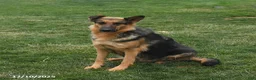 German Shepherd dogs for sale: Twilight - Ad 3