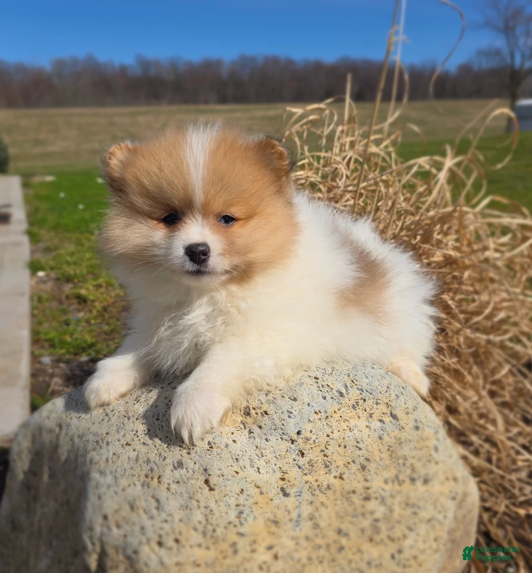 Pomeranian dogs for sale: Cleo - Ad 1