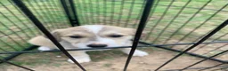 Mixed Breed dogs for sale: Squirrel - Ad 1