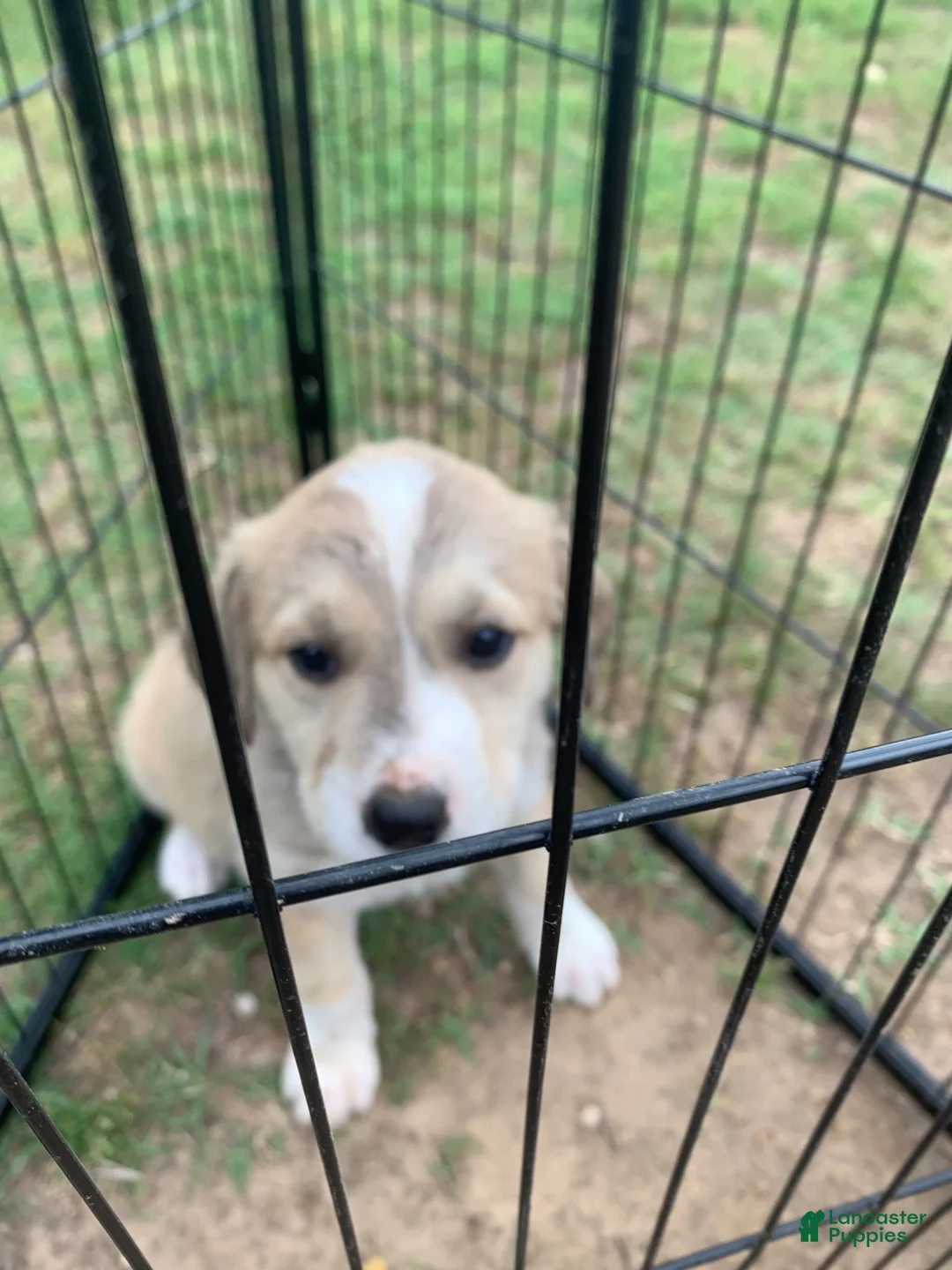 Mixed Breed dogs for sale: Squirrel - Ad 1