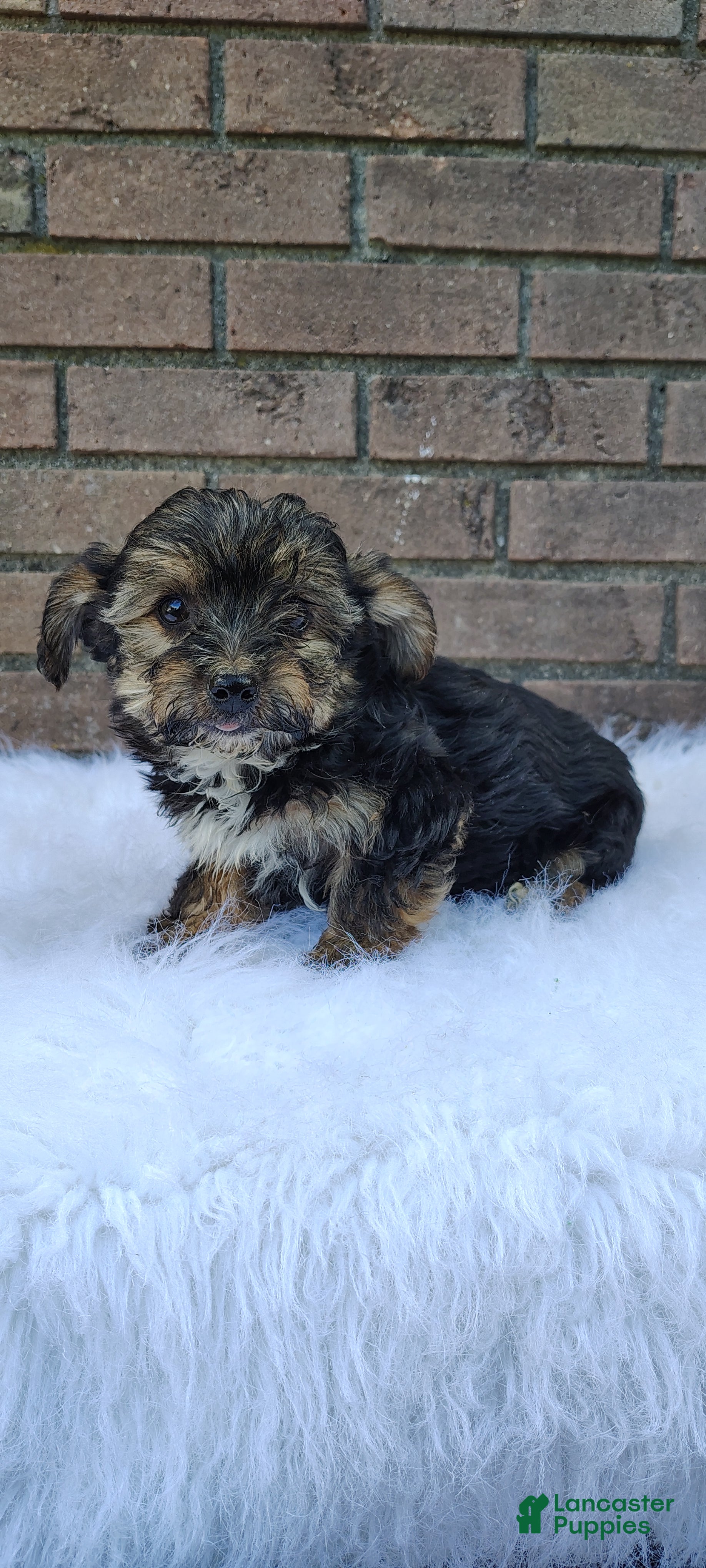 Yorkiepoo dogs Yanni - Ad 1