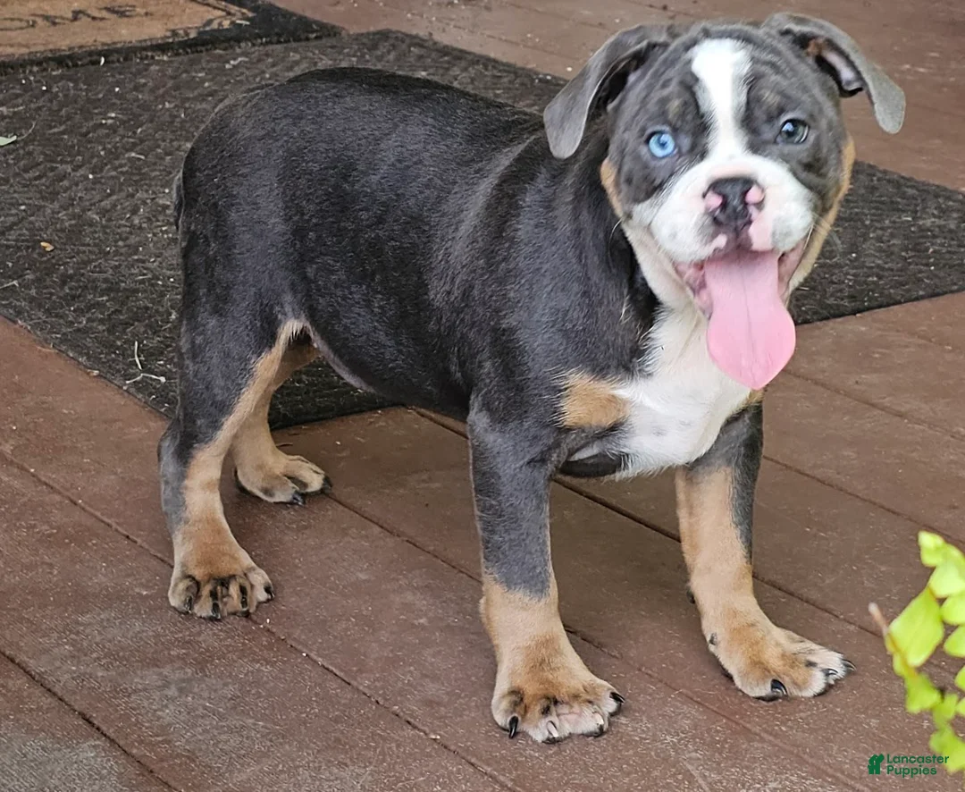 Mixed Breed dogs for sale: Big Bubba Blue - Ad 2
