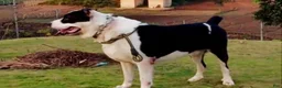 Mixed Breed dogs for sale: Mixed Breed 1 - Ad 4