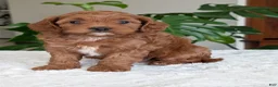 Cavapoo dogs for sale: Sara - Ad 14