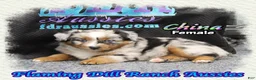 Miniature Australian Shepherd dogs for sale: China - Ad 4