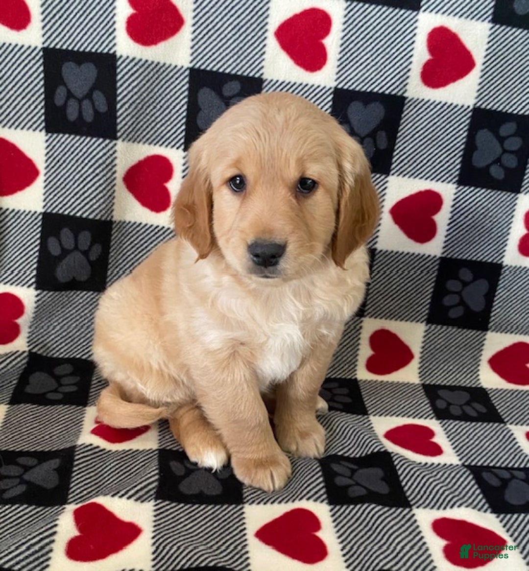 Mini Goldendoodle dogs for sale: Duncan- mini/medium - Ad 1