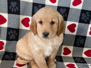 Mini Goldendoodle dogs Duncan- mini/medium - Ad 37