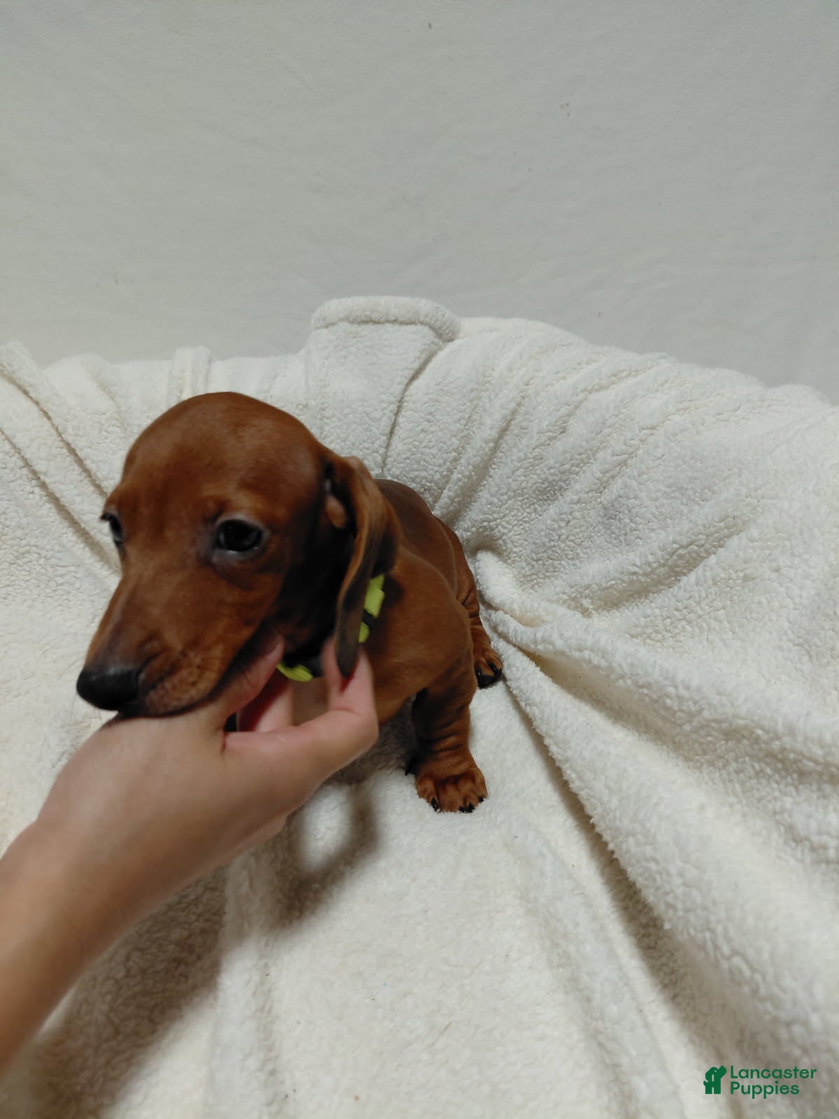 Miniature Dachshund dogs Girl 2 - Ad 1