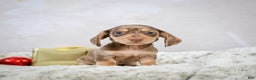 Miniature Dachshund dogs for sale: Eloise - Ad 4