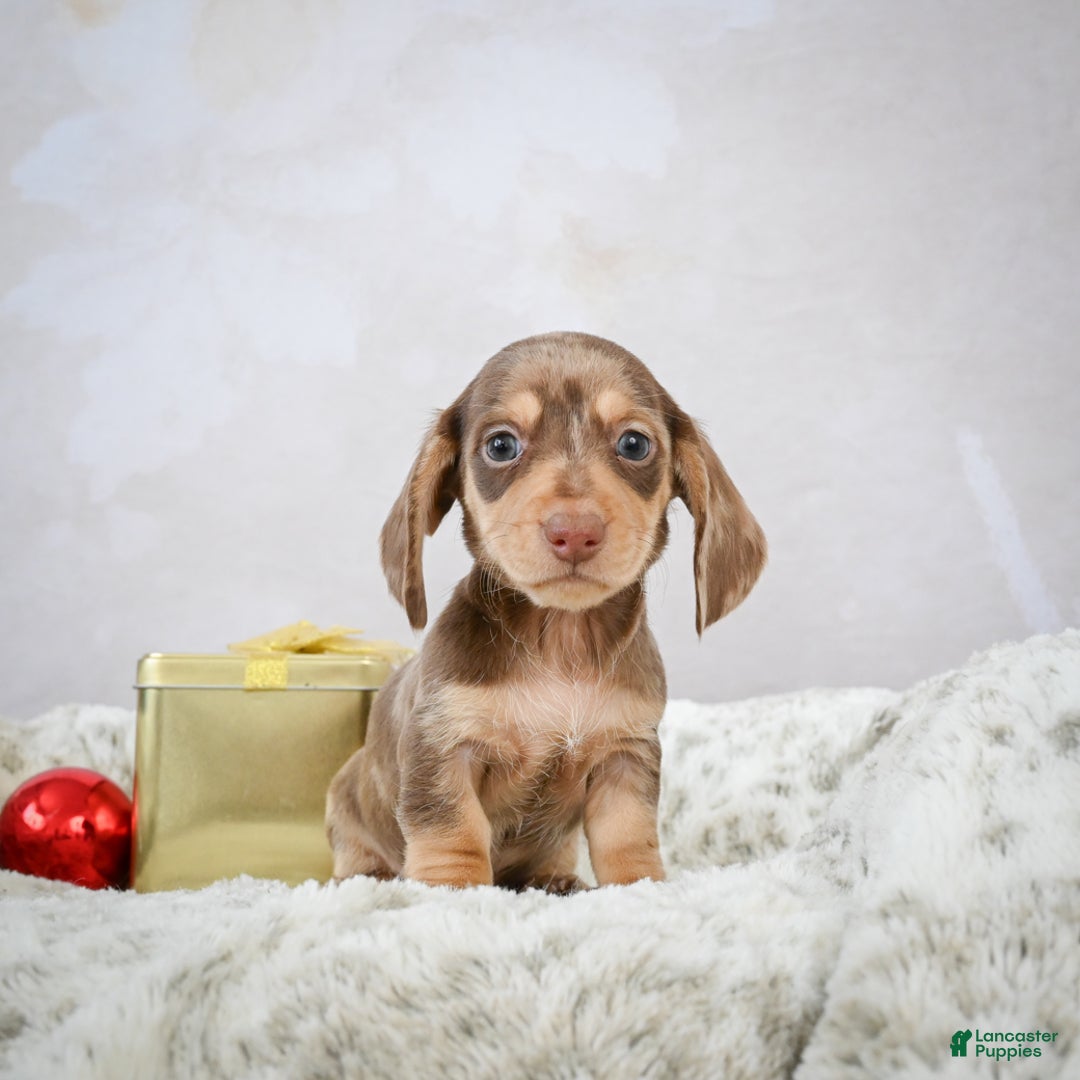 Miniature Dachshund dogs for sale: Eloise - Ad 4
