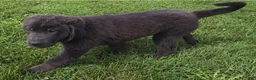 Newfoundland dogs for sale: Rusty - Ad 5