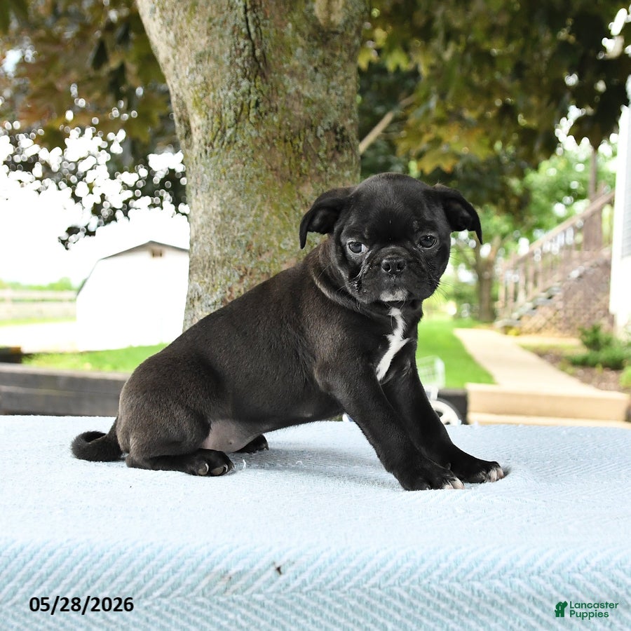 Mixed Breed dogs Helen - Ad 2