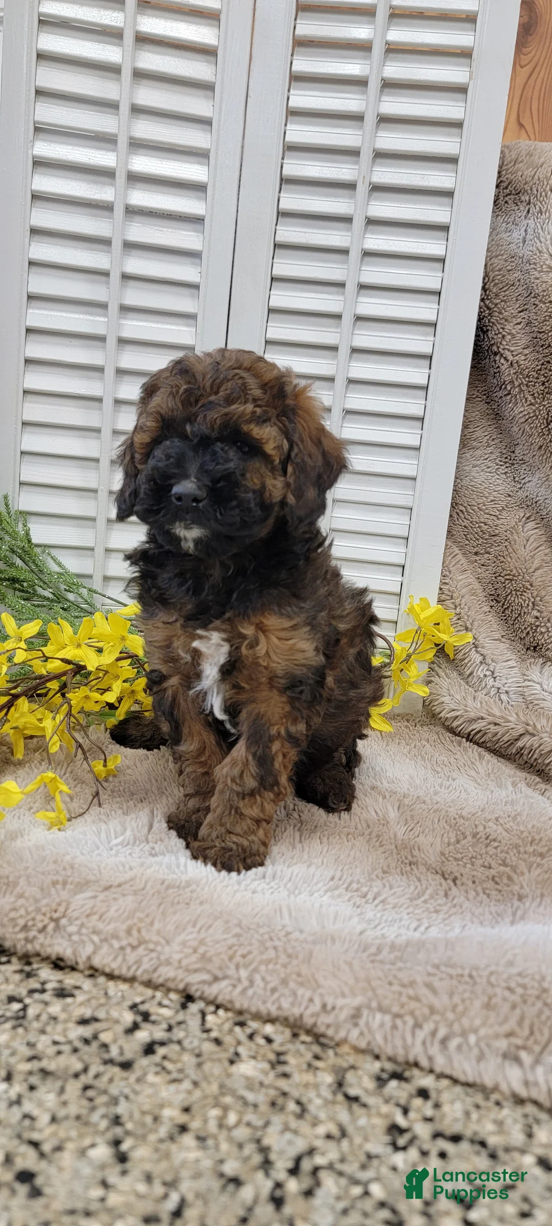 Cockapoo dogs for sale: Jack - Ad 2
