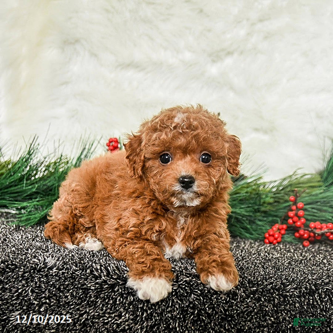 Toy Poodle dogs for sale: Holly - Ad 4