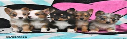 Welsh Corgi Pembroke dogs for sale: Buster  - Ad 5