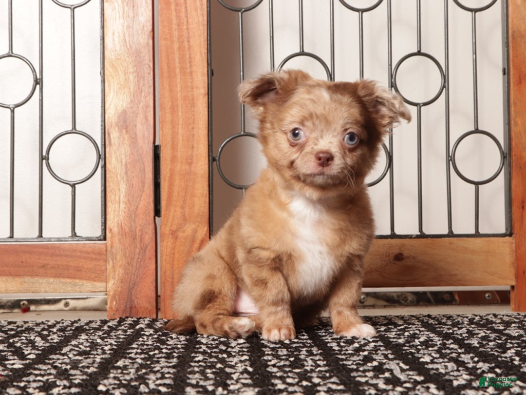 Chihuahua dogs for sale: Peter Chocolate Merle Long Hair Chihuahua  - Ad 2
