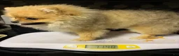 Pomeranian dogs for sale: Pomeranian Puppy 3 - Ad 30