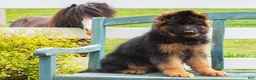 German Shepherd dogs for sale: Glory - Ad 4