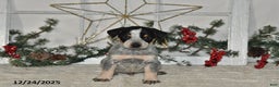 Australian Cattle Dog dogs for sale: Maverick - Ad 3