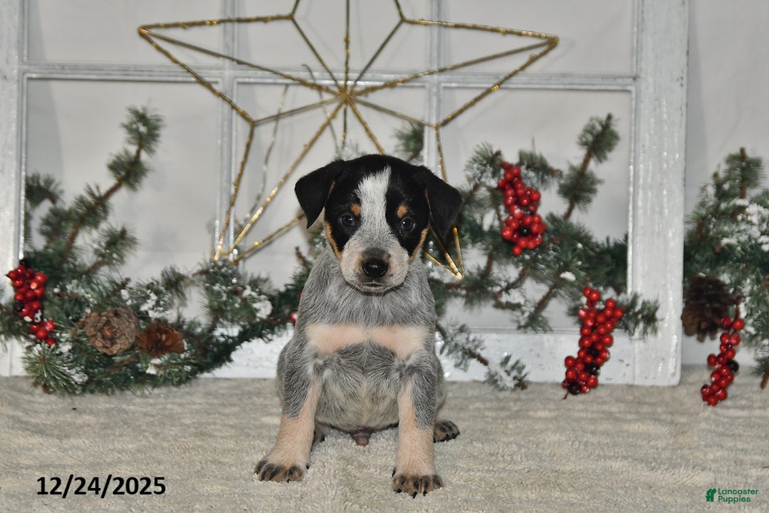 Australian Cattle Dog dogs for sale: Maverick - Ad 3