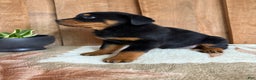 Rottweiler dogs for sale: Logan - Ad 13
