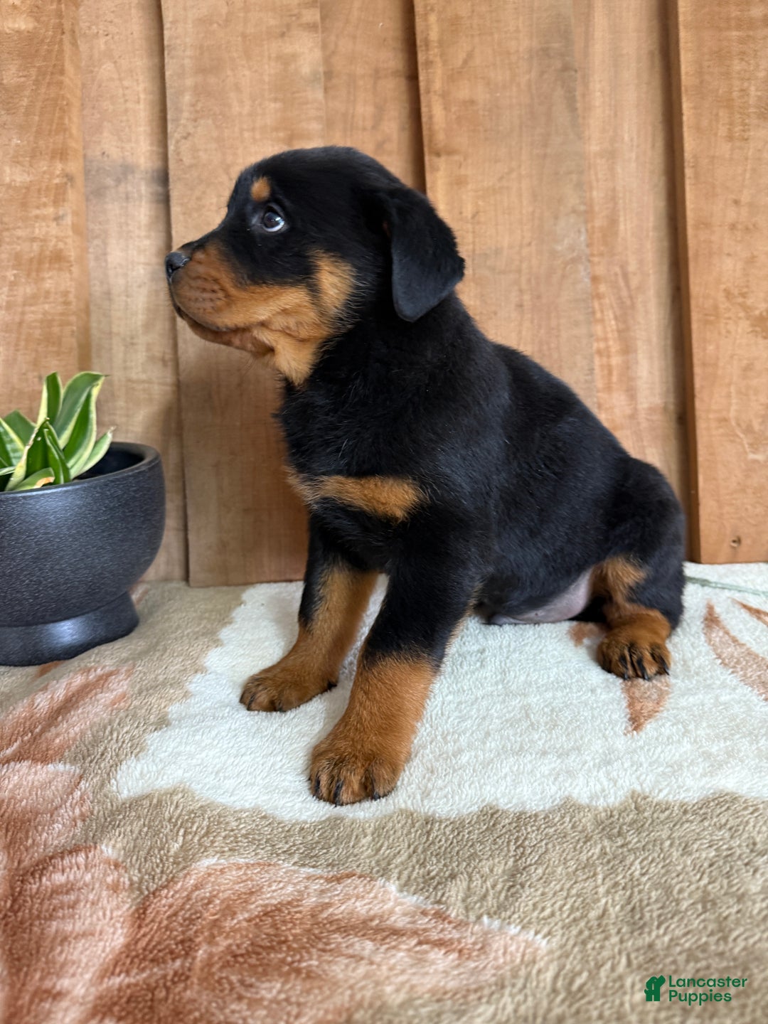 Rottweiler dogs for sale: Logan - Ad 13