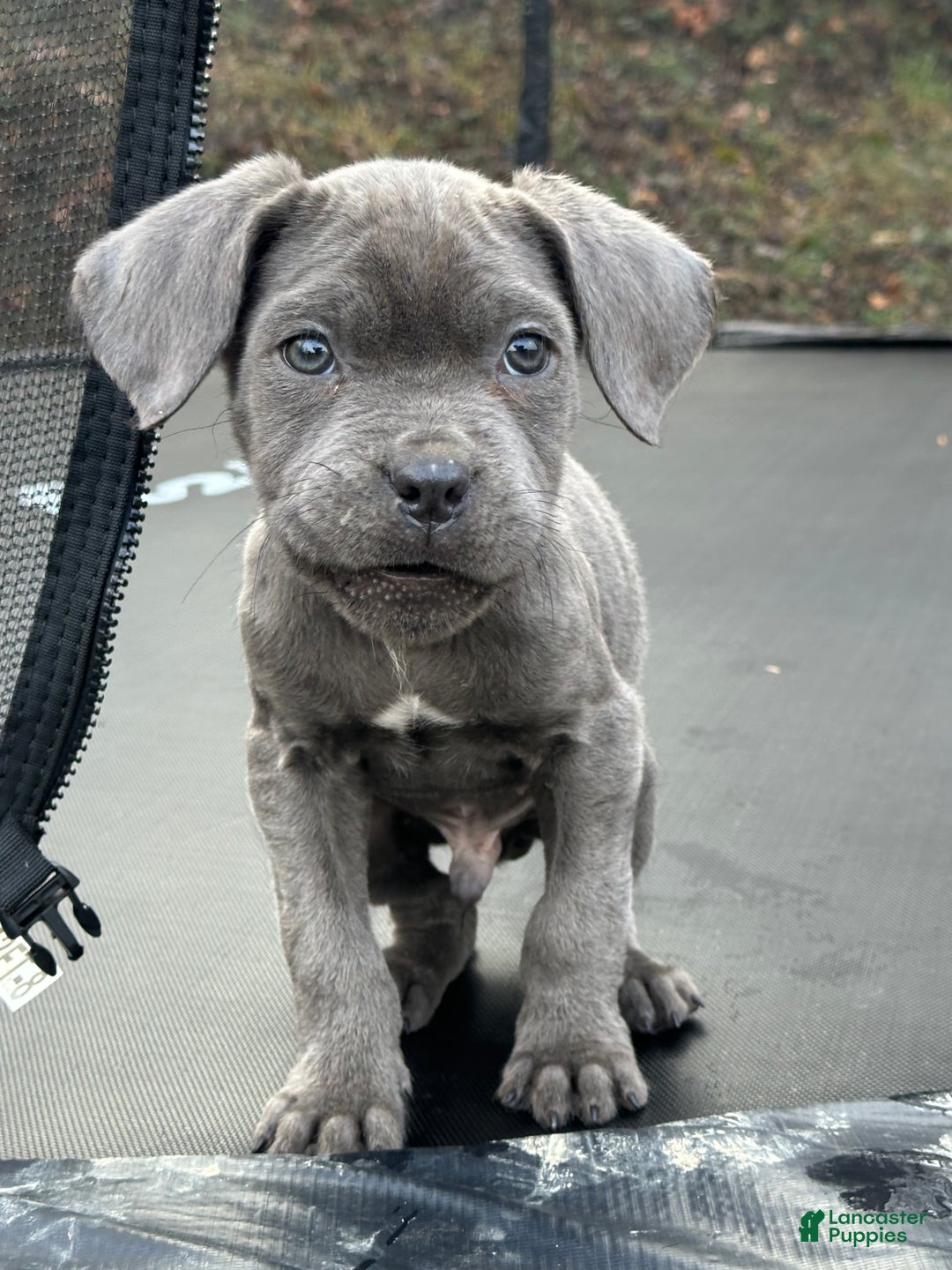 Cane Corso dogs for sale: Ash - Ad 6