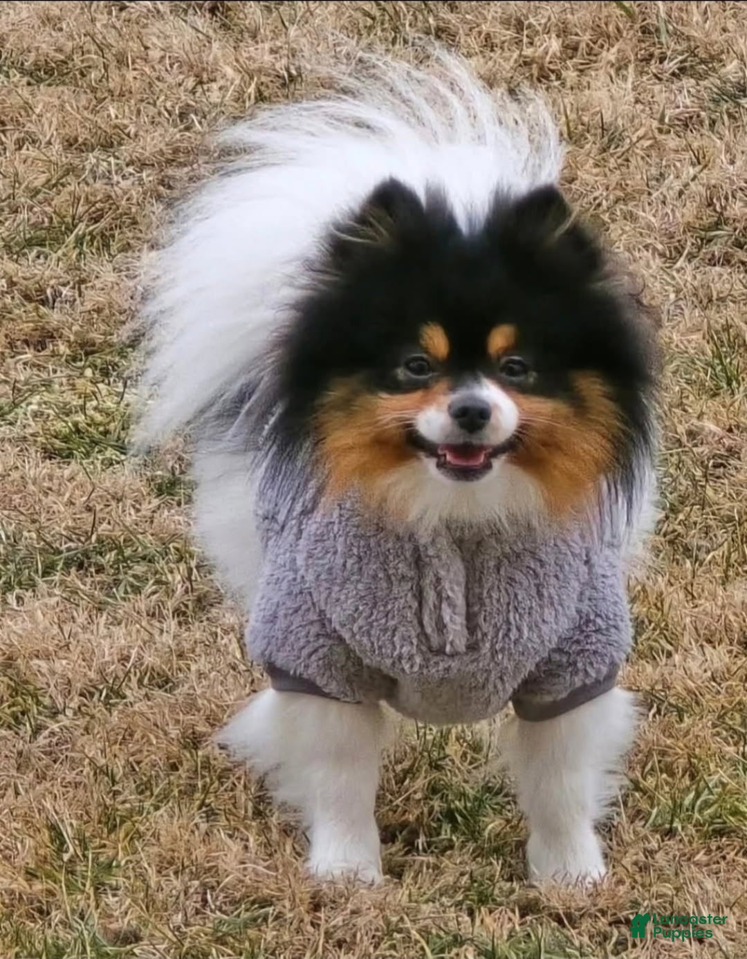 Pomeranian dogs for stud: Puppies - Ad 2