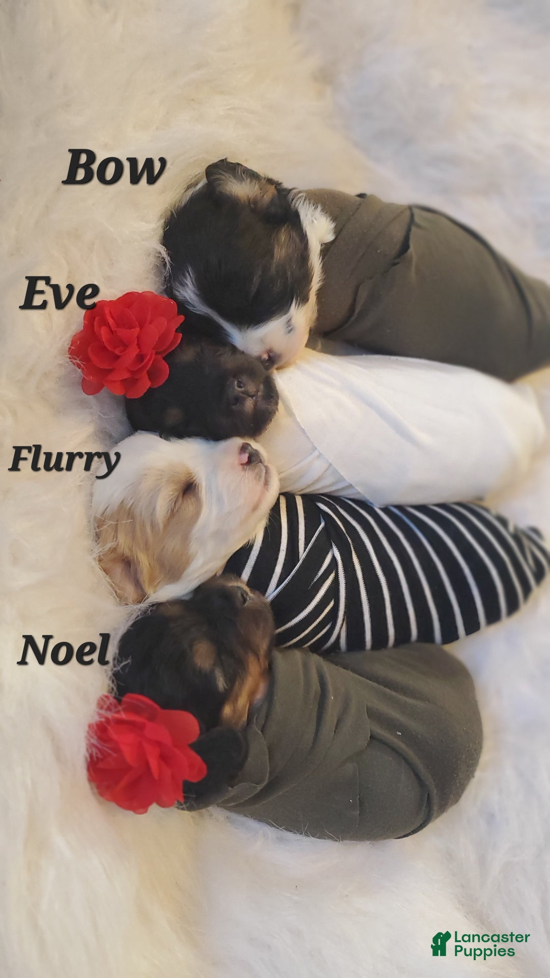 Cavapoo dogs for sale: Eve - Ad 2