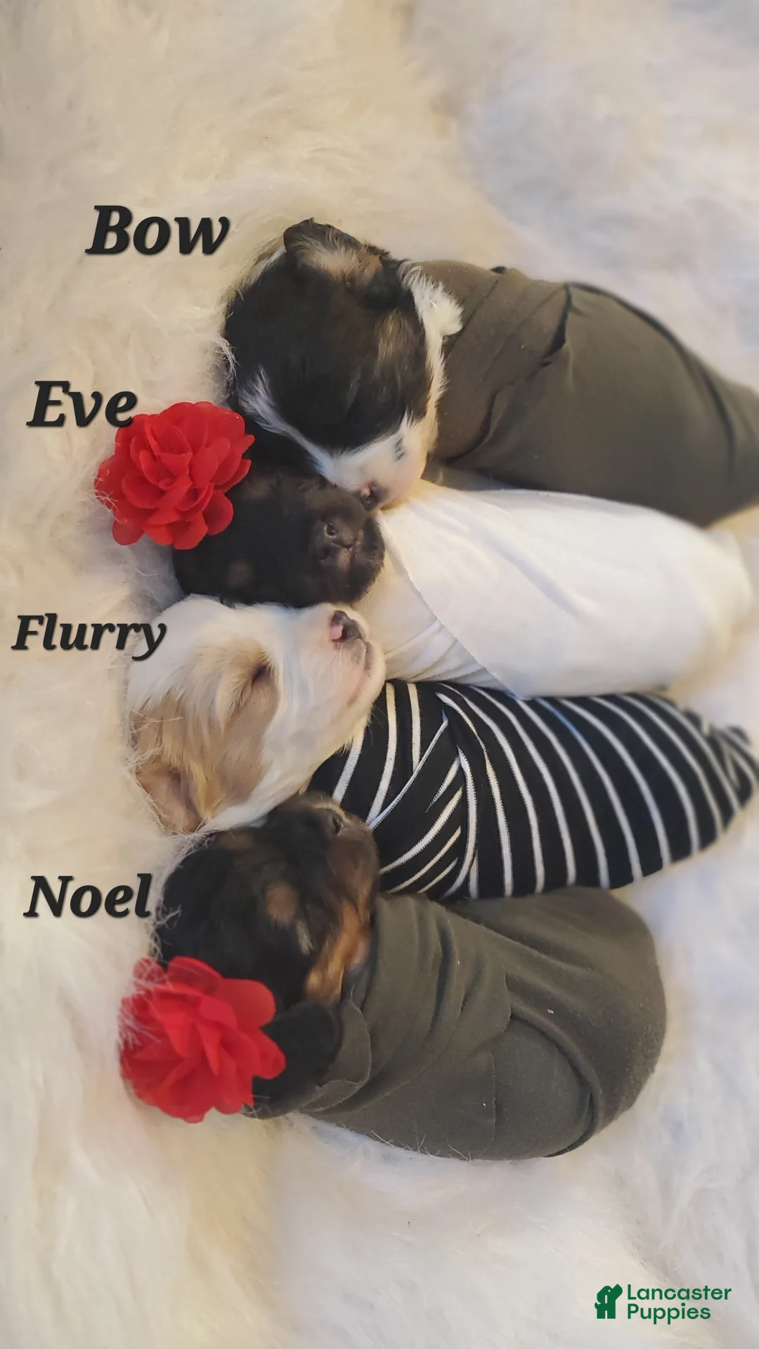 Cavapoo dogs for sale: Eve - Ad 5