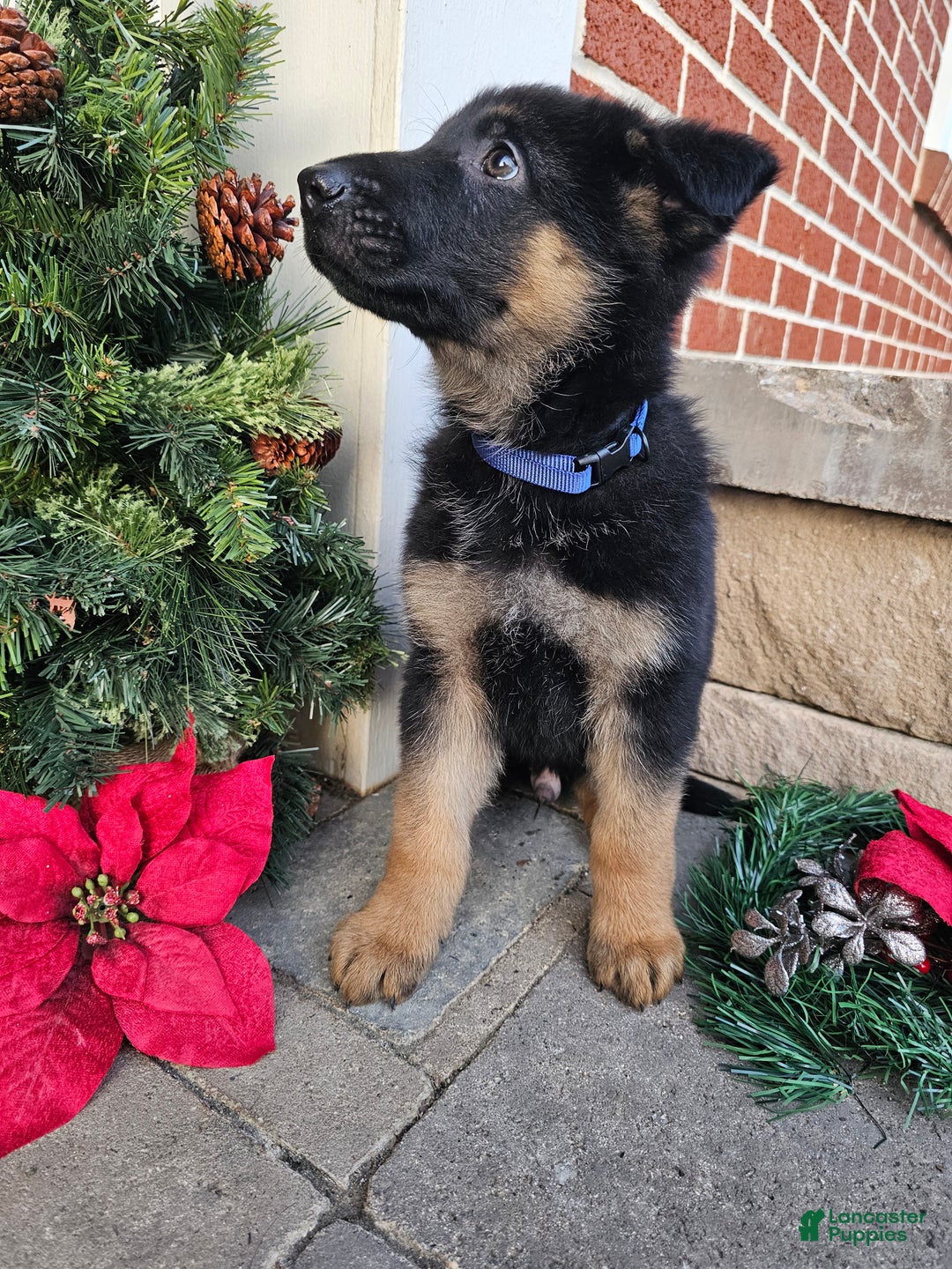 German Shepherd dogs for sale: Scout - Ad 4