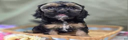 Cockapoo dogs for sale: Batty - Ad 3