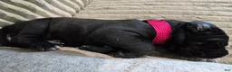 Mixed Breed dogs for sale: Red - Ad 7