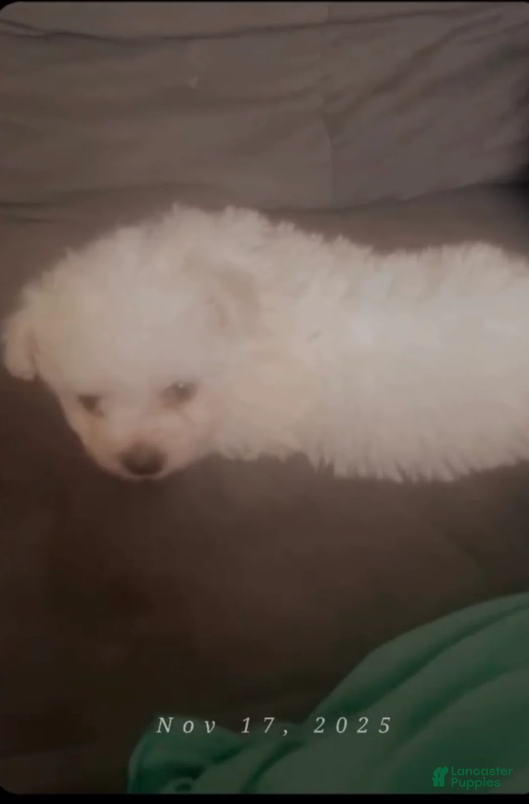 Maltipoo dogs for sale: Maltipoo Puppy 2 - Ad 3