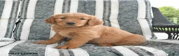 Golden Retriever dogs for sale: Austin - Ad 3