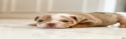English Bulldog dogs for sale: ERNEST - Ad 13