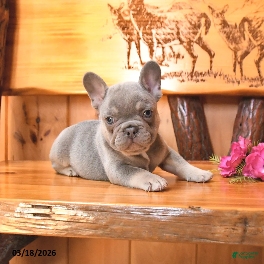 French Bulldog dogs for sale: Scooter - Ad 2