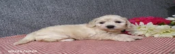 Bichpoo dogs for sale: Twinkle - Ad 5
