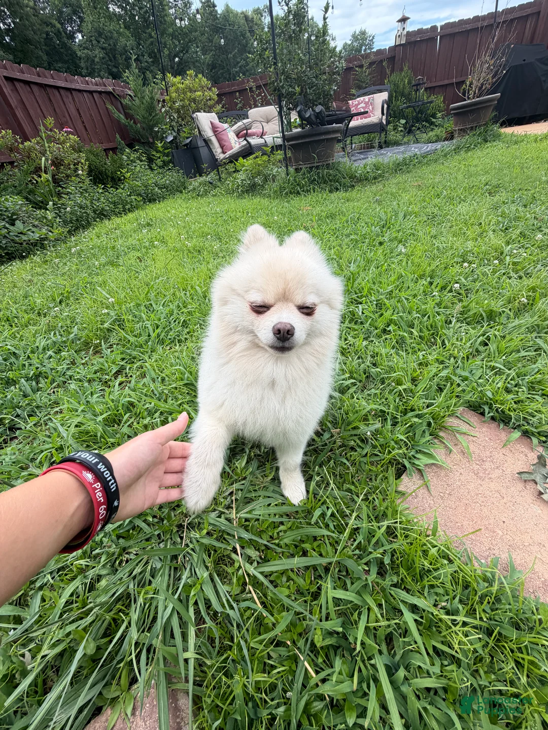 Pomeranian dogs for sale: Gucci - Ad 2