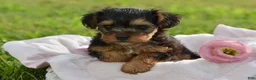 Yorkiepoo dogs for sale: Yorkiepoo 5 - Ad 4