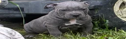 Olde English Bulldogge dogs for sale: Olde English Bulldogge 8 - Ad 4