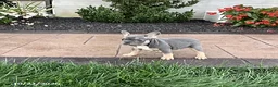 French Bulldog dogs for sale: Vivian - Ad 4