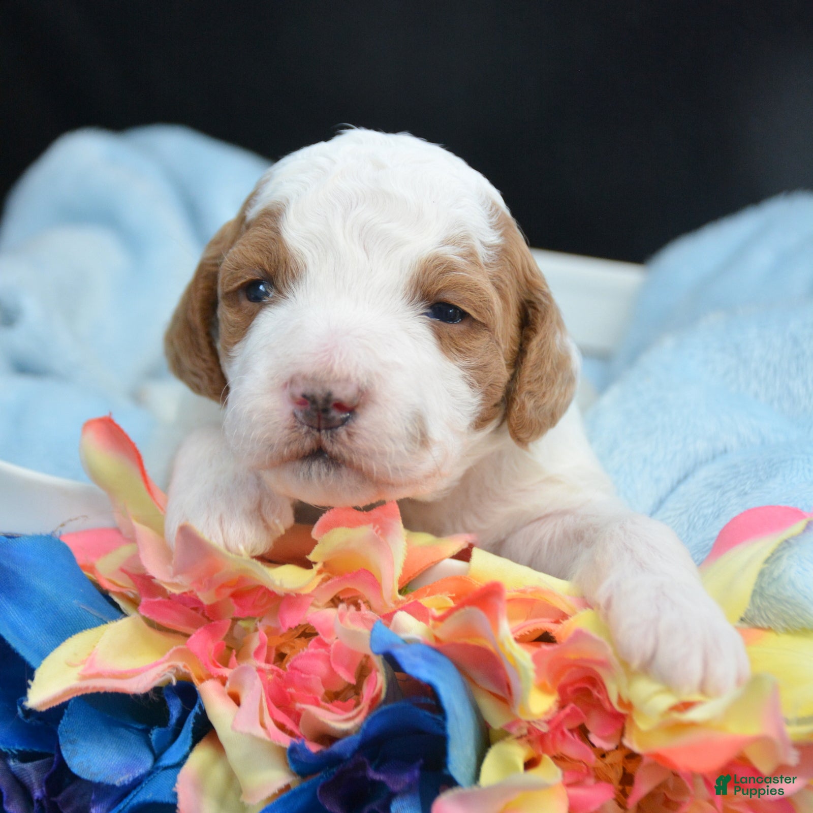 Mini Goldendoodle dogs Micro Goldendoodle Puppy 3 Dave - Ad 24